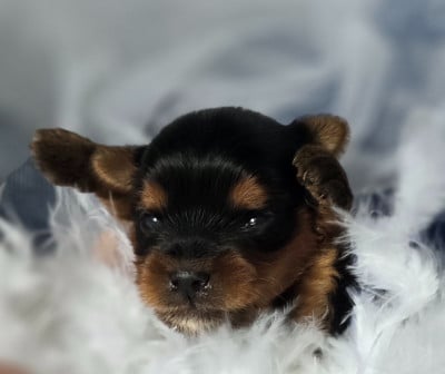 Les chiots de Yorkshire Terrier