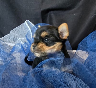 Les chiots de Yorkshire Terrier