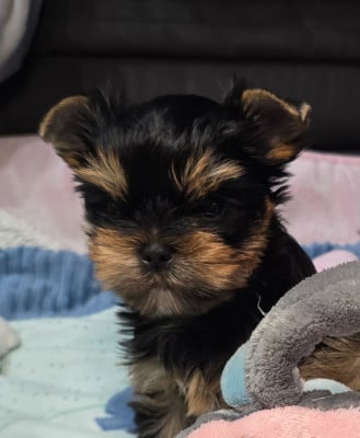 Les chiots de Yorkshire Terrier