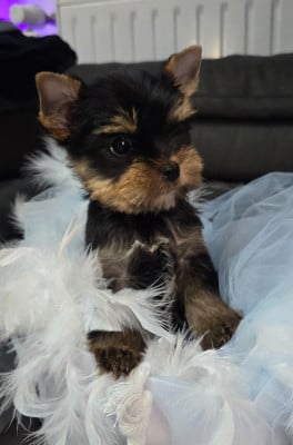 Les chiots de Yorkshire Terrier