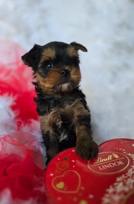 Les chiots de Yorkshire Terrier