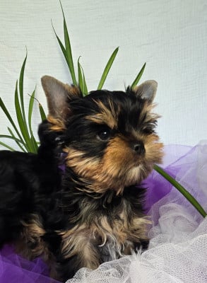 Les chiots de Yorkshire Terrier