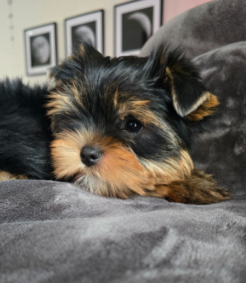 Les chiots de Yorkshire Terrier