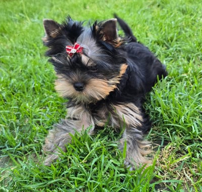 Les chiots de Yorkshire Terrier