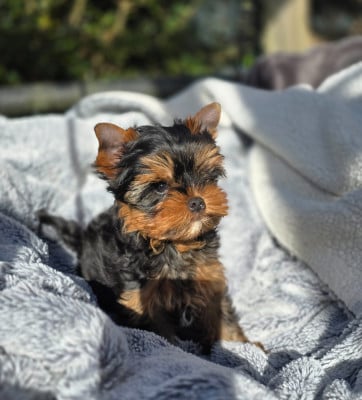 Les chiots de Yorkshire Terrier