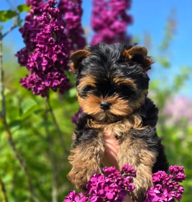 Les chiots de Yorkshire Terrier