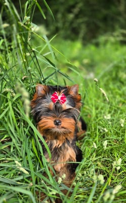 Les chiots de Yorkshire Terrier