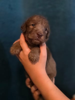 Les chiots de Bedlington Terrier