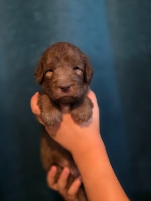 Les chiots de Bedlington Terrier