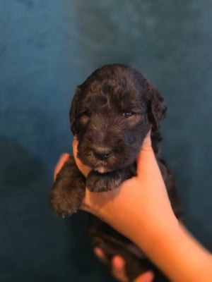 Les chiots de Bedlington Terrier