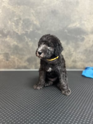 Les chiots de Bedlington Terrier