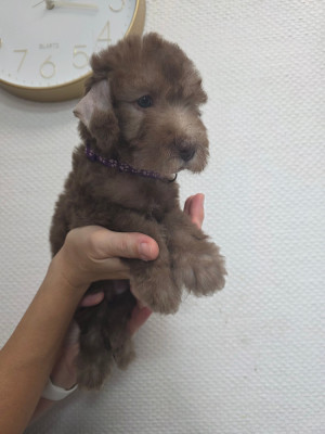 Les chiots de Bedlington Terrier