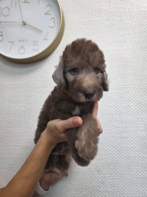 Les chiots de Bedlington Terrier