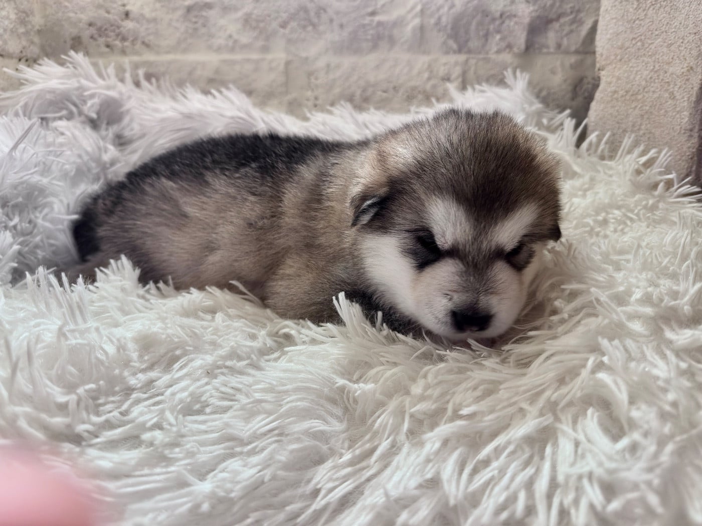 Alaskan Malamute - Of Dreamy Dark Snow