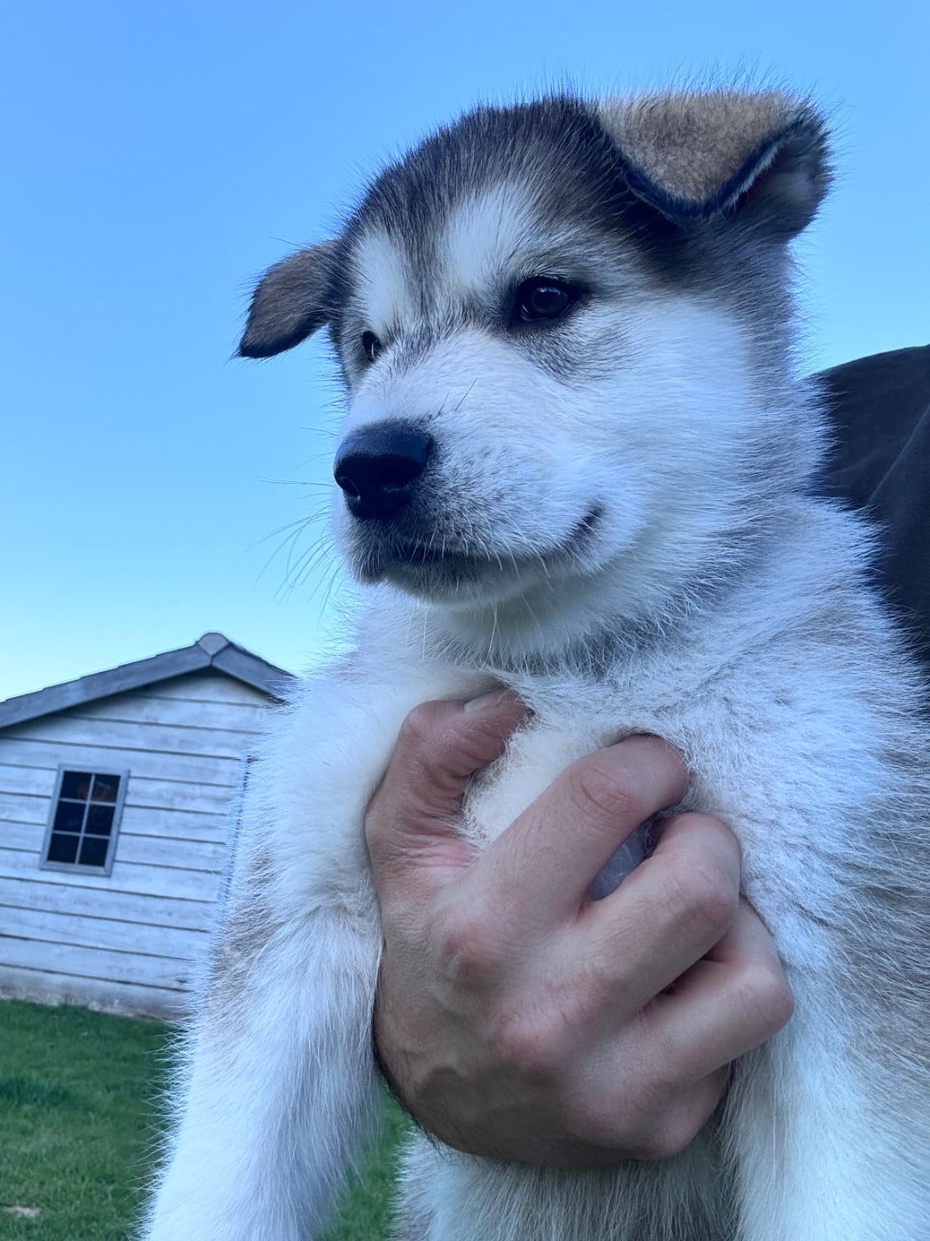 Alaskan Malamute - Of Dreamy Dark Snow