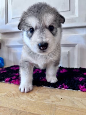 Les chiots de Alaskan Malamute