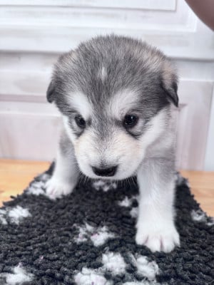 Les chiots de Alaskan Malamute