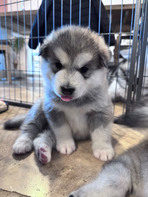 Les chiots de Alaskan Malamute