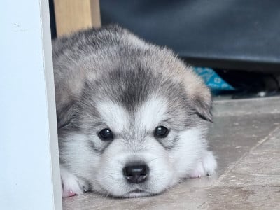 Les chiots de Alaskan Malamute