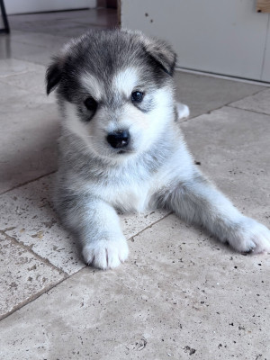 Les chiots de Alaskan Malamute