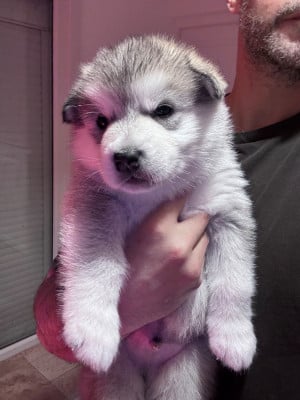 Les chiots de Alaskan Malamute