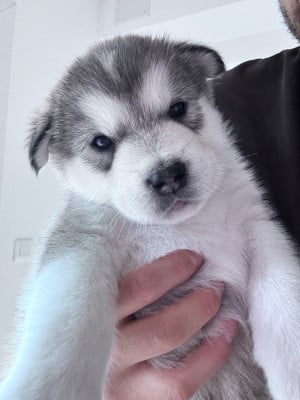 Les chiots de Alaskan Malamute