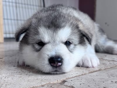 Les chiots de Alaskan Malamute