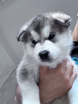 Les chiots de Alaskan Malamute