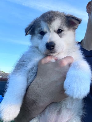 Les chiots de Alaskan Malamute