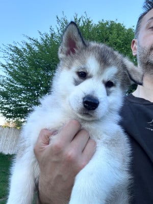Les chiots de Alaskan Malamute