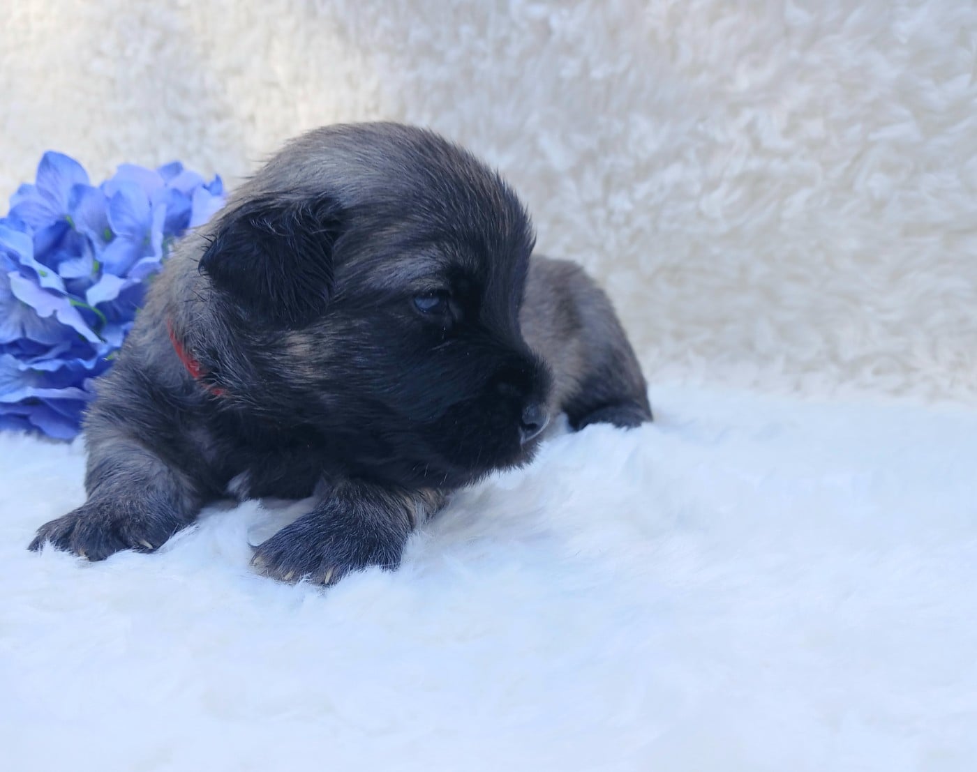 Baby Love - Skye Terrier