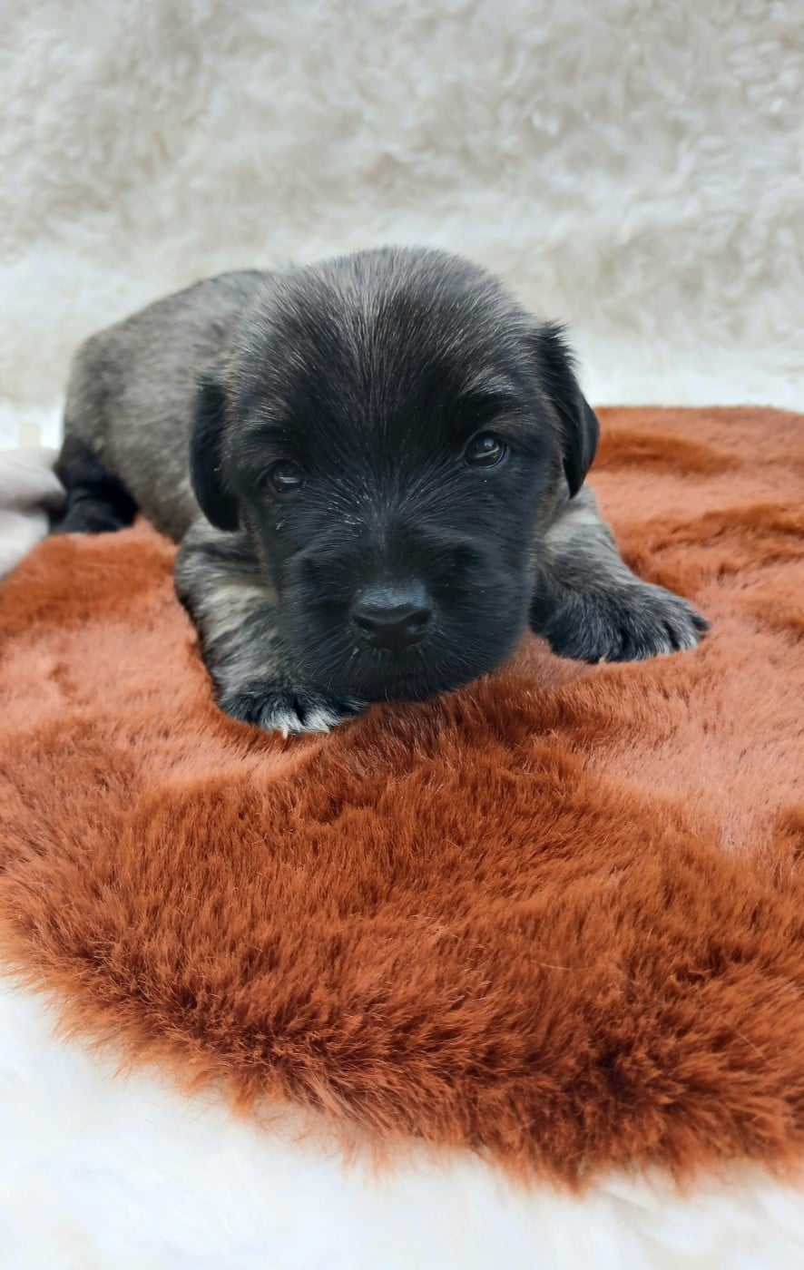 Brodie - Skye Terrier