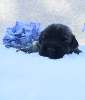 Les chiots de Skye Terrier