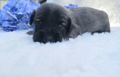 Les chiots de Skye Terrier