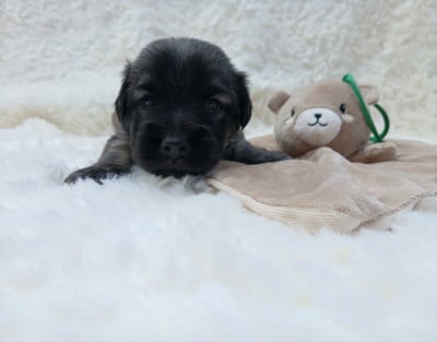 Les chiots de Skye Terrier