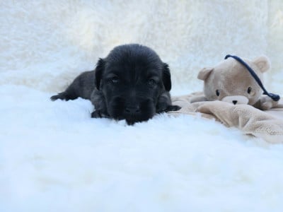 Les chiots de Skye Terrier