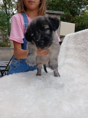 Les chiots de Skye Terrier