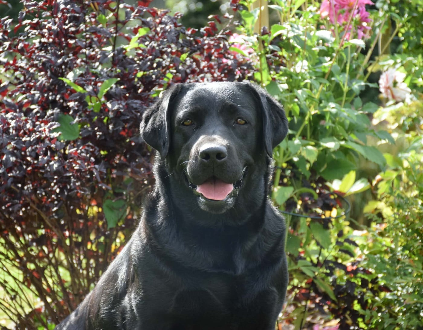 Shadow De La Gresilliere