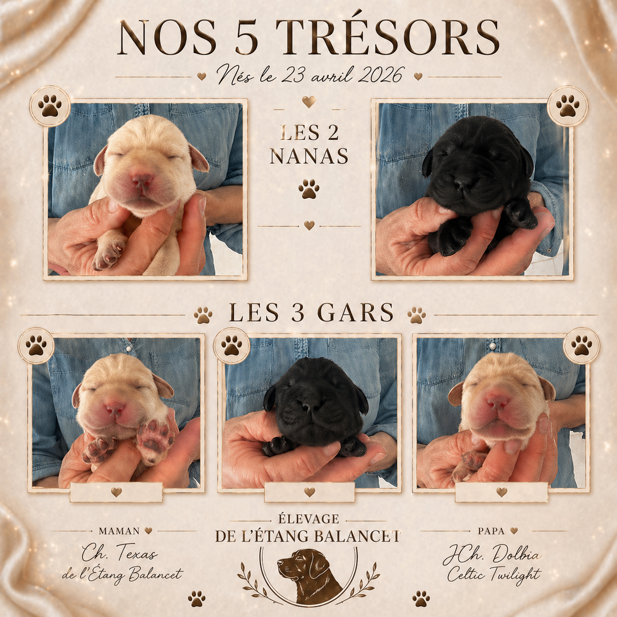 Labrador Retriever - De L'Etang Balancet