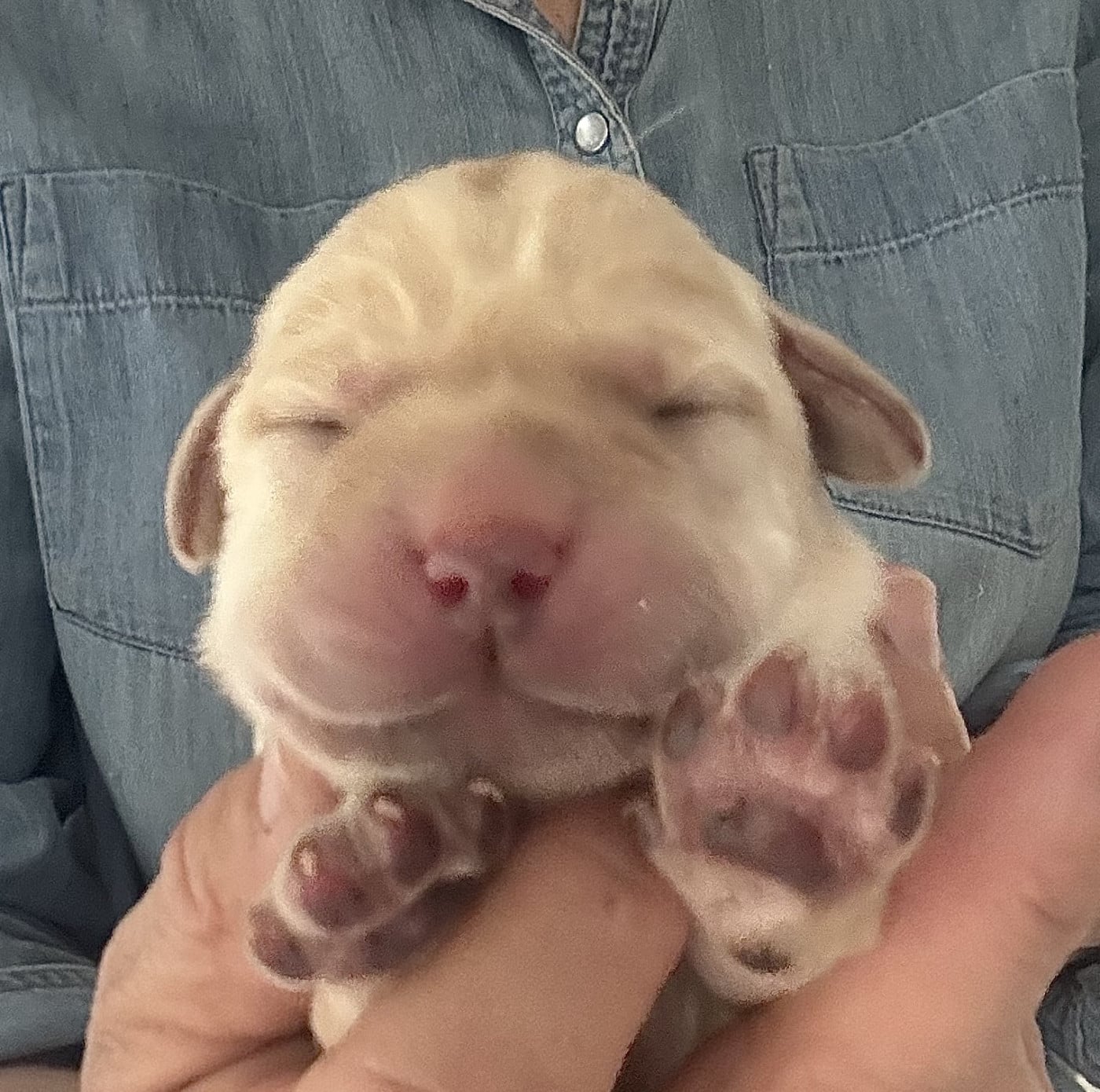 Chiot N°2 - Labrador Retriever