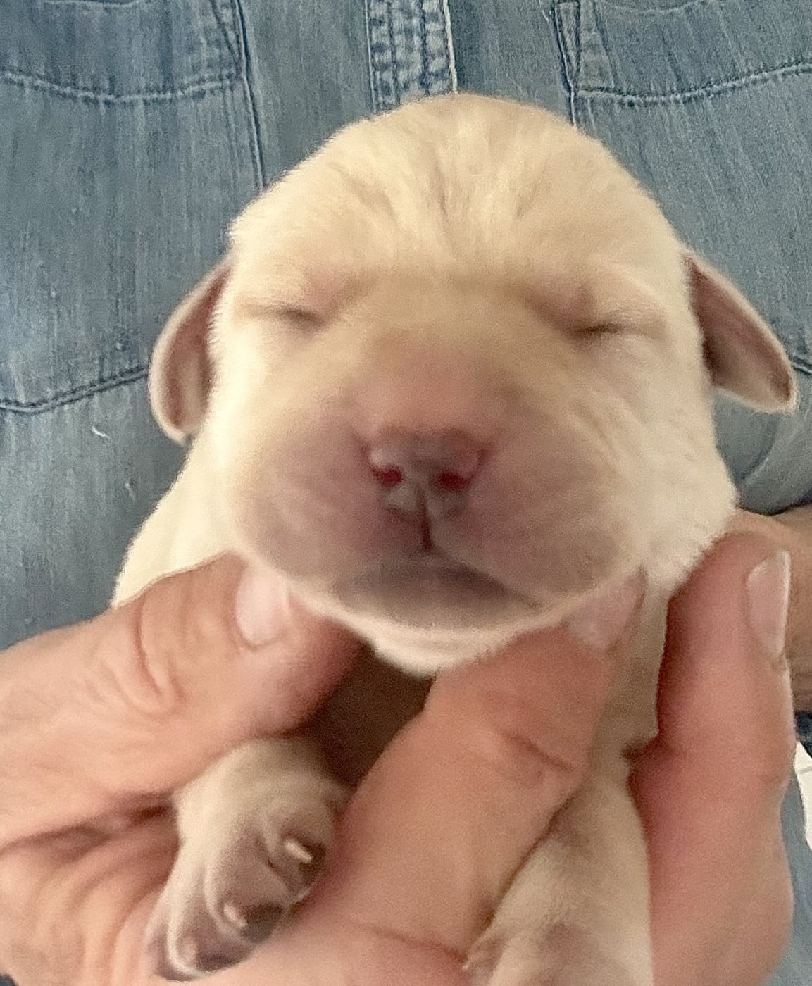 Chiot N°5 - Labrador Retriever