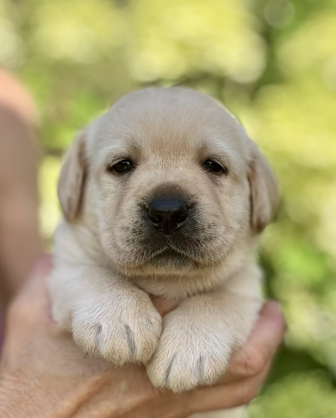 Chiot N°2 - Labrador Retriever