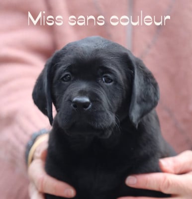 Les chiots de Labrador Retriever