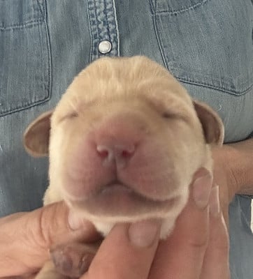 Chiot N°3 - Labrador Retriever