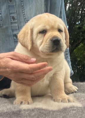 Les chiots de Labrador Retriever