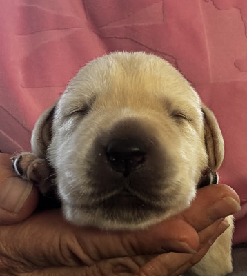 Les chiots de Labrador Retriever