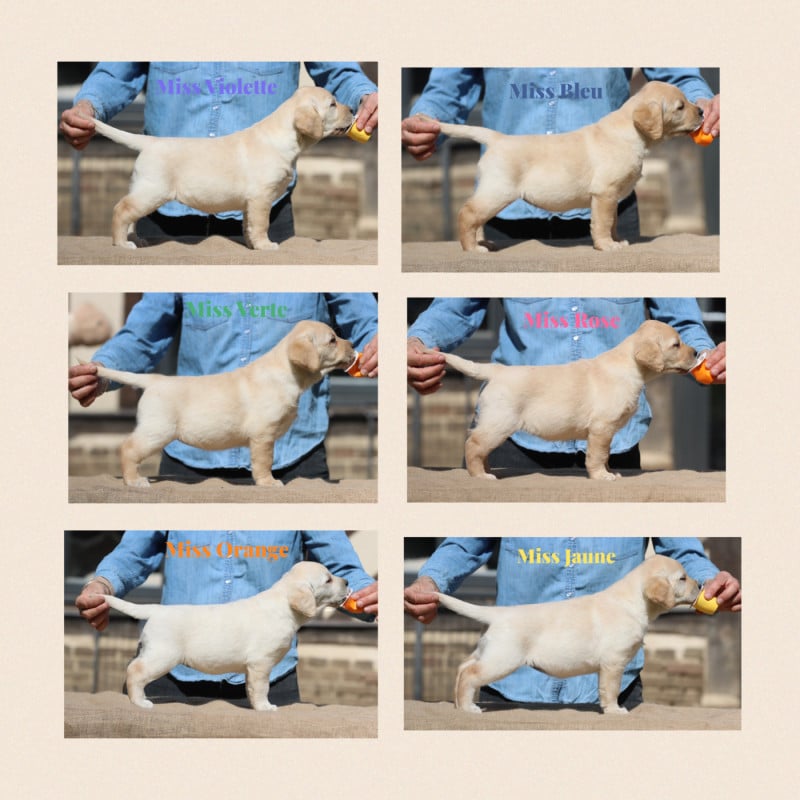 Labrador Retriever - De L'Etang Balancet