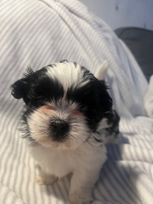 Les chiots de Shih Tzu