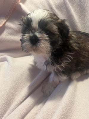 Les chiots de Shih Tzu