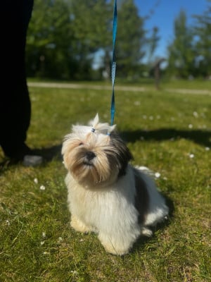 Shih Tzu